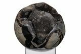 Polished, Septarian Geode Sphere - Madagascar #219110-1